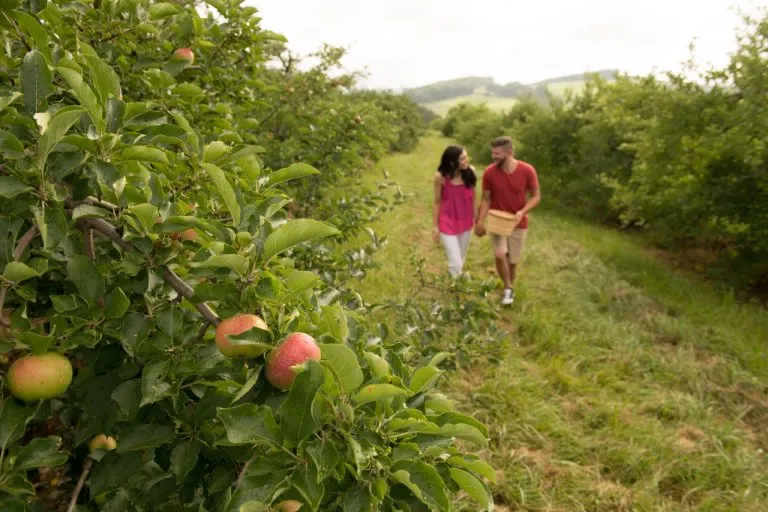Boyer Nurseries & Orchards photo