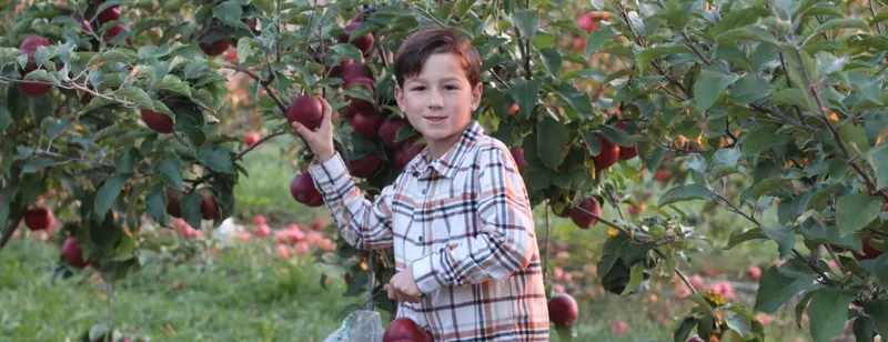 Brecknock Orchard