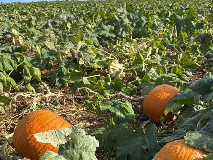 Burton's Pumpkin Patch