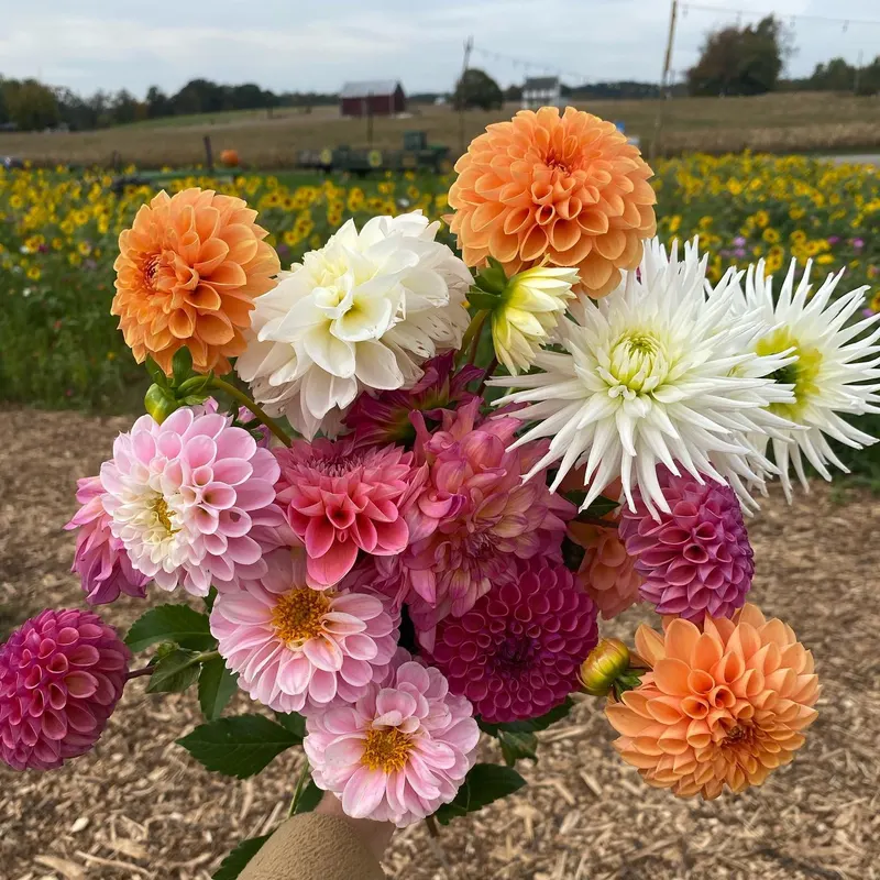 Country Creek Produce Farm photo