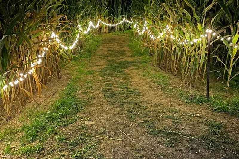 Gearhard Farms Corn Maze photo