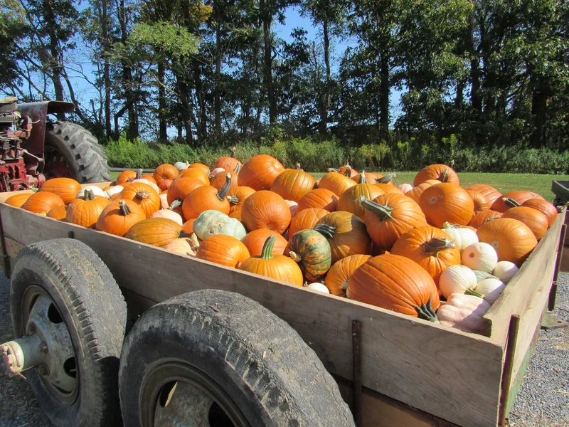 Hoover's Corn Maze And Pumpkin Patch