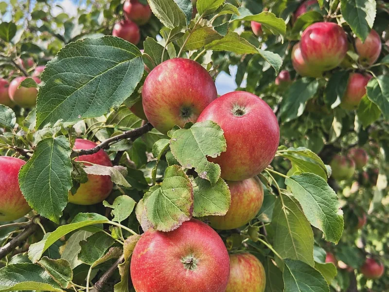 Kauffman Orchards