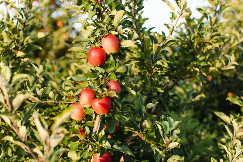Way Fruit Farm