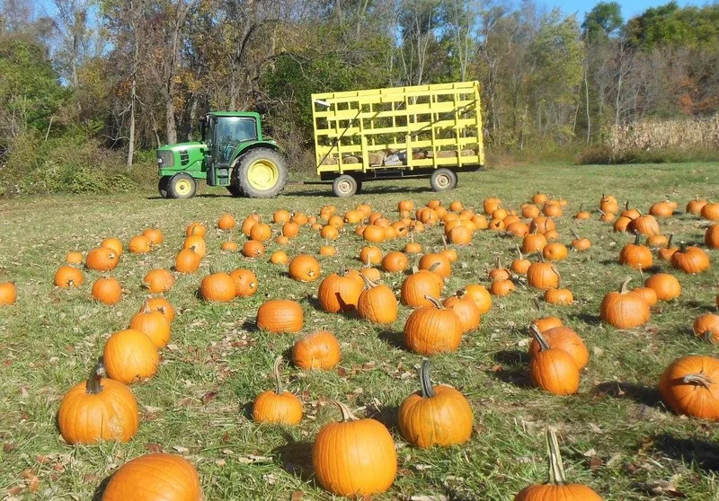 Wilcox Farms Corn Maze & Haunted Maze