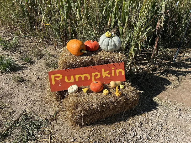 Meyer's Pumpkin Patch photo