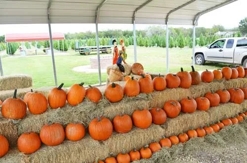 Pipe Creek Christmas Tree Farm